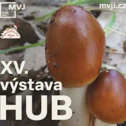 Houbaři slaví: Plné košíky a aktuální mapa hub online!