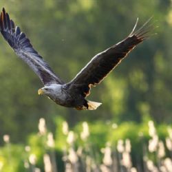 Intenzivní sledování orlů: Populace roste, ale hrozí otravy