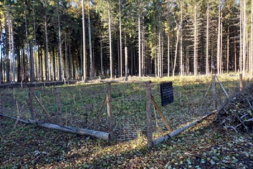 Foto: Majitelé lesů na Vysočině sázejí na jeřáb ptačí: Zájem o finanční pomoc roste