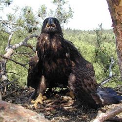 Otrava karbofuranem: chránění dravci nalezeni mrtví u Brtnice