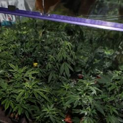 Napadl souseda tyčí a policie u něj odhalila pěstírnu konopí