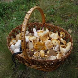 Policisté radí, jak se chovat při houbaření 