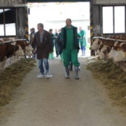 V hlavním městě českého strakatého skotu zazářili chovatelé z Pelhřimovska