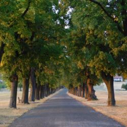 Vysočina oslaví 100 let republiky rekordním sázením lip