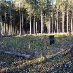 Kraj testuje využití a funkci nepůvodních dřevin v lesích