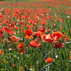 Cizinci nařezávali vzrostlé makovice 