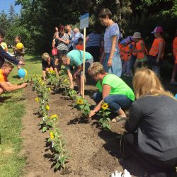 Jihlavané zasadili slunečnice a podpořili nemocné