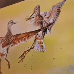 Jihlavské muzeum Vysočiny vystavuje nejkrásnější amatérské fotky našich opeřenců