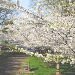 O druhém červnovém víkendu se otevřou zahrady také na Vysočině