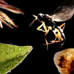 Středoškoláci z Jihlavy pokračují v bádání, vznikla i originální výstava