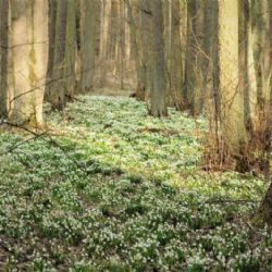 Na Vysočině opět rozkvetly bledule